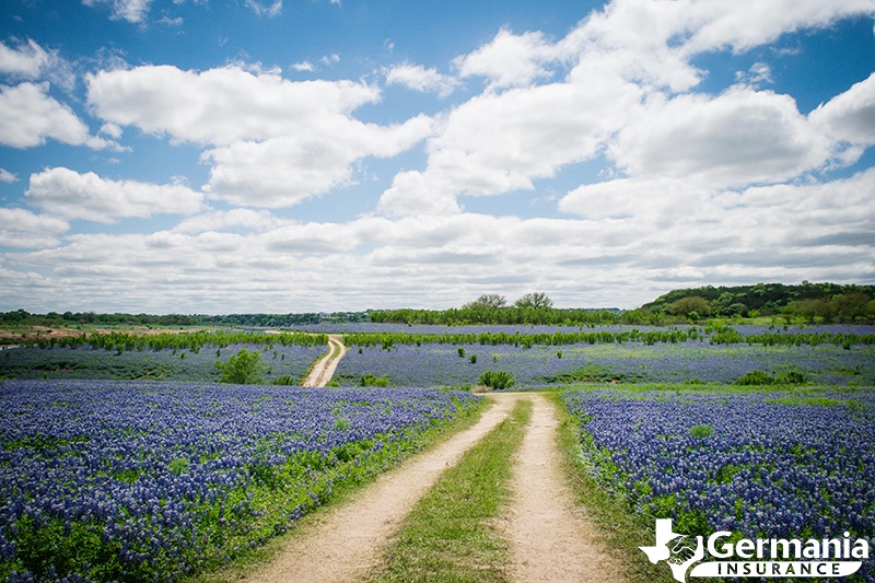 texas-bluebonnet-roadmap.jpg