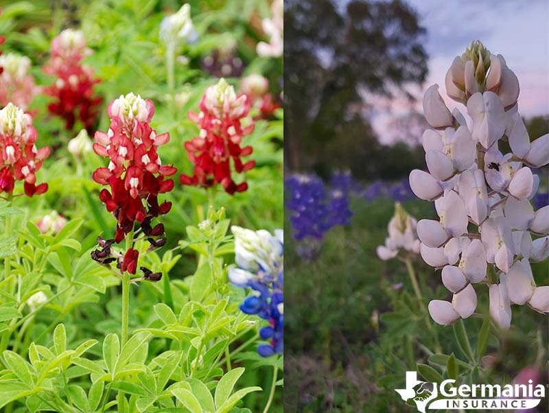 texas-bluebonnets-maroon-alamo-fire-white-bluebonnet.jpg