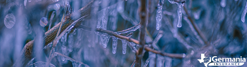 Ice-covered branches during a polar vortex in Texas
