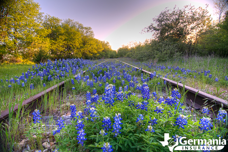 Texas Bluebonnets growing over the abandoned train tracks in Kingsland, Texas.