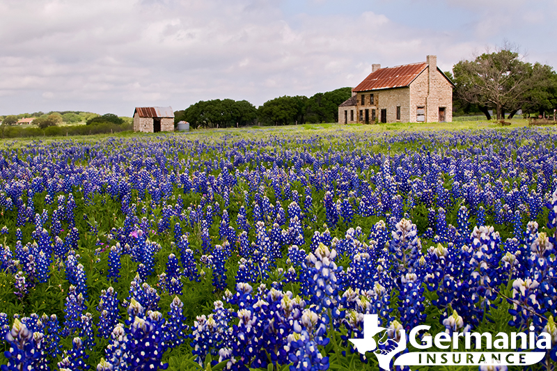 Old houses in a field of bluebonnets. 