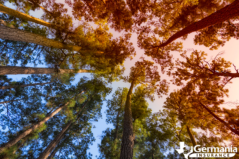 Pine trees in Bastrop State Park