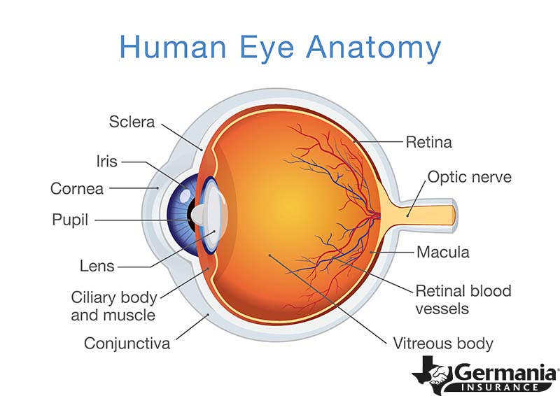 Diagram of the anatomy of a human eye