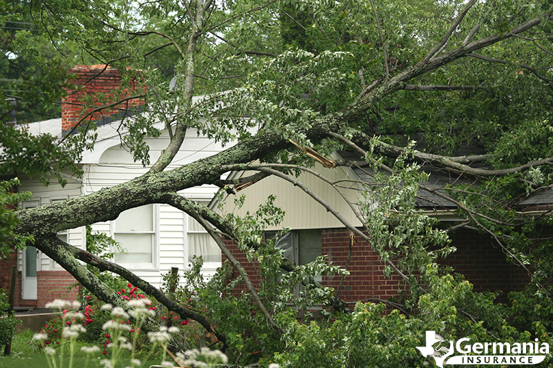 A home damaged by a felled tree