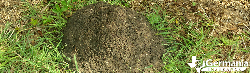 A mound of imported red fire ants in Texas