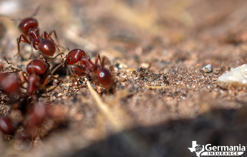 Imported red fire ants in Texas. 