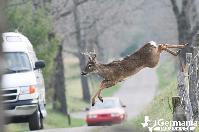A Texas white-tailed deer attempting to cross a road.
