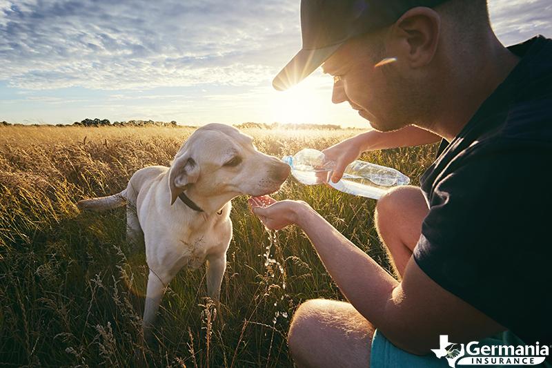 A man giving his dog water, keeping it safe in the Texas summer heat