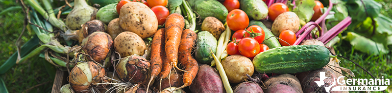 Légumes cueillis dans un potager intérieur. 