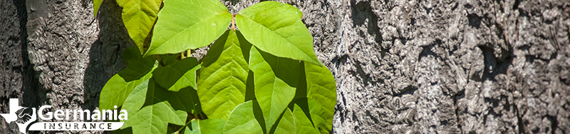 A vine of poison ivy growing on a tree