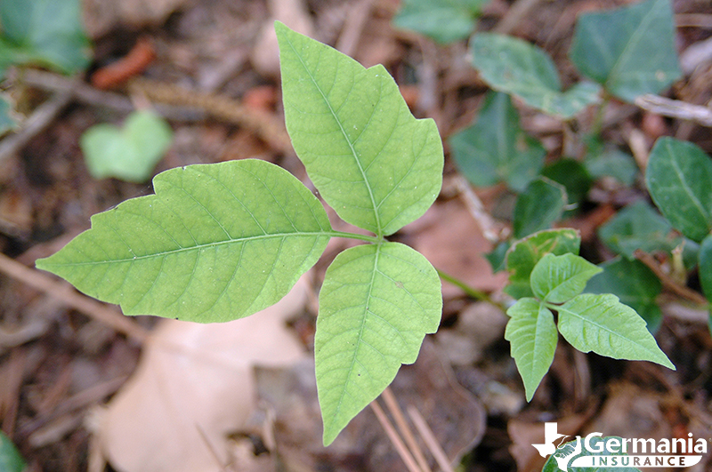 A sprig of poison ivy on the ground