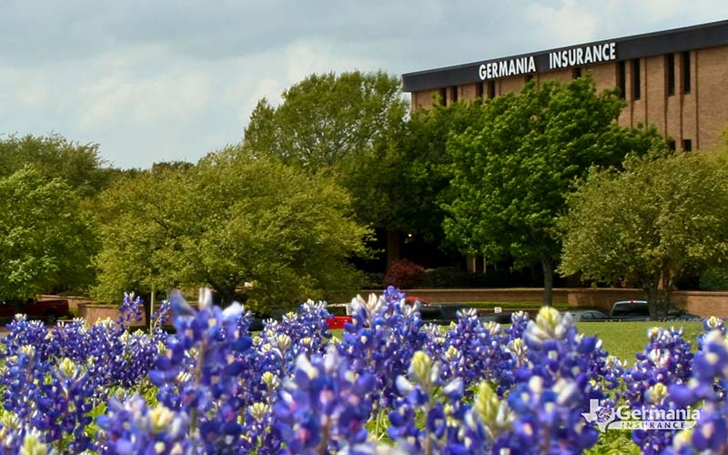 Texas bluebonnets in Brenham Texas