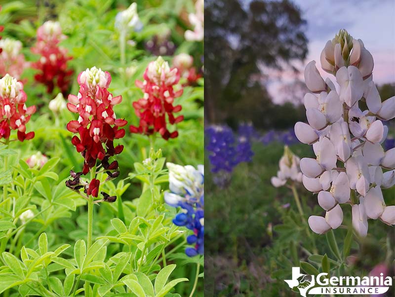 A white Texas bluebonnet and a maroon Alamo Fire bluebonnet