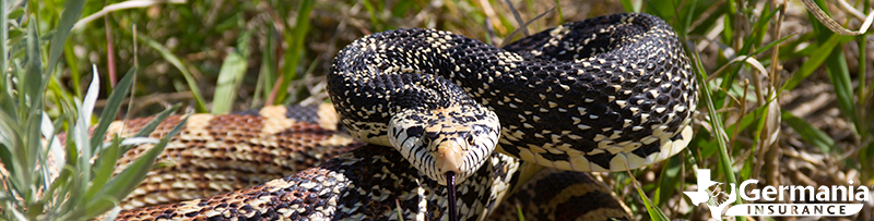 A nonvenomous bull snake mimicking a rattlesnake. 