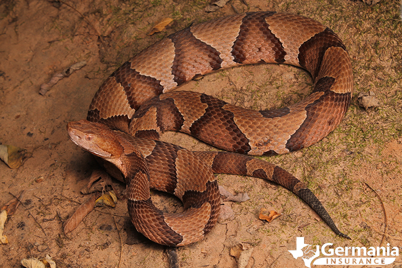 A venomous copperhead snake. 