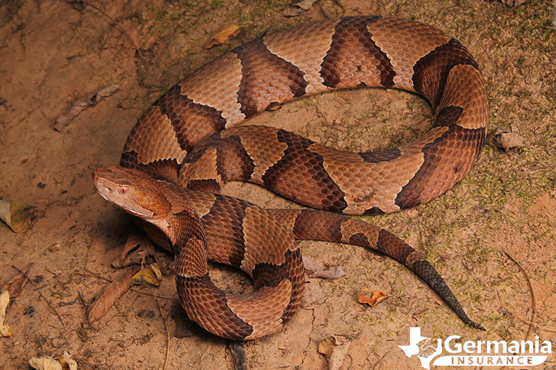 Texas Snake Safety For You And For Them Texas Snake Safety For You And For Them