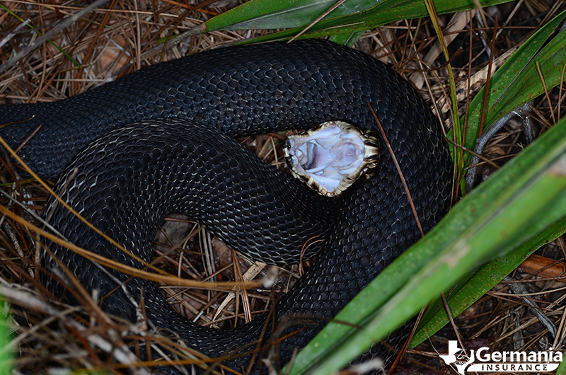 A venomous cottonmouth snake.