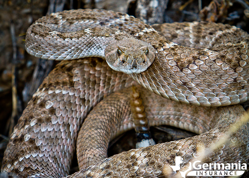 A Texas Diamondback rattlesnake. 