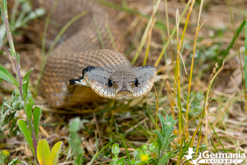 A hog-nose snake, flattening its head to mimic a venomous snake. 