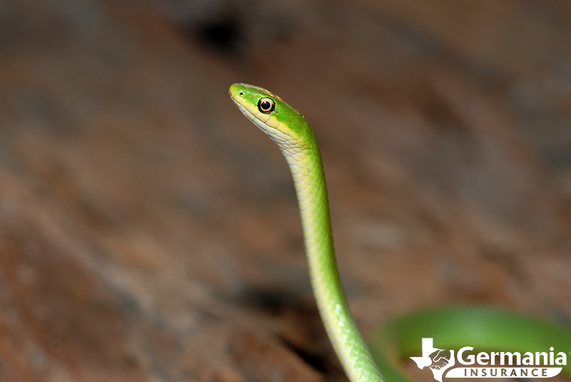 A rough green snake, which is one of Texas' nonvenomous snakes.