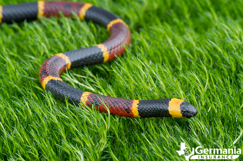 A Texas coral snake, the most venomous snake in Texas.