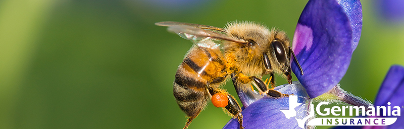 A honey bee hovering over a Texas bluebonnet