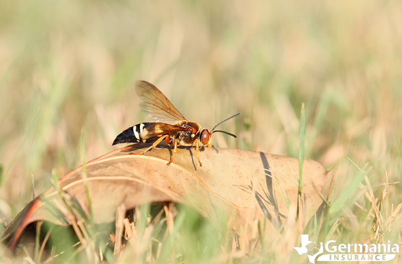 Texas insects that sting - cicada killer. 