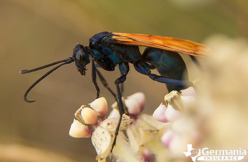 Texas insects that sting - tarantula hawk.