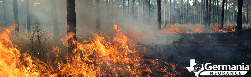 A wildfire spreading through dry trees.