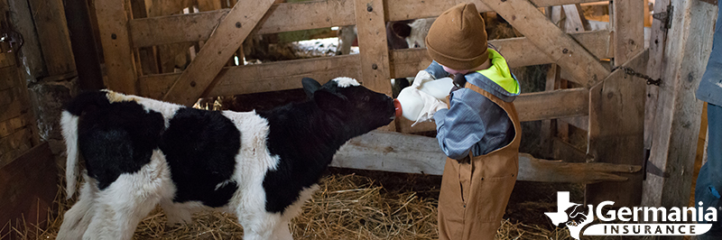 A boy feeding a calf as part of educational agritourism