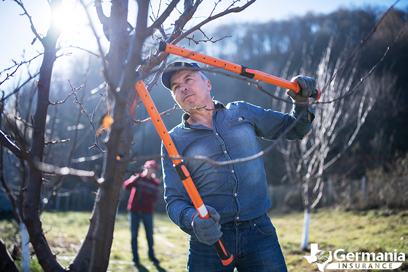 A man trimming a tree to harden his home and create a defensible space from wildfires