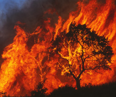 resources-thumbnail-wildfire